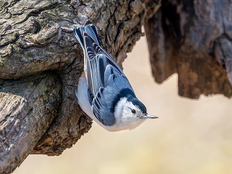 White-breasted Nuthatch (Sitta carolinensis) photo