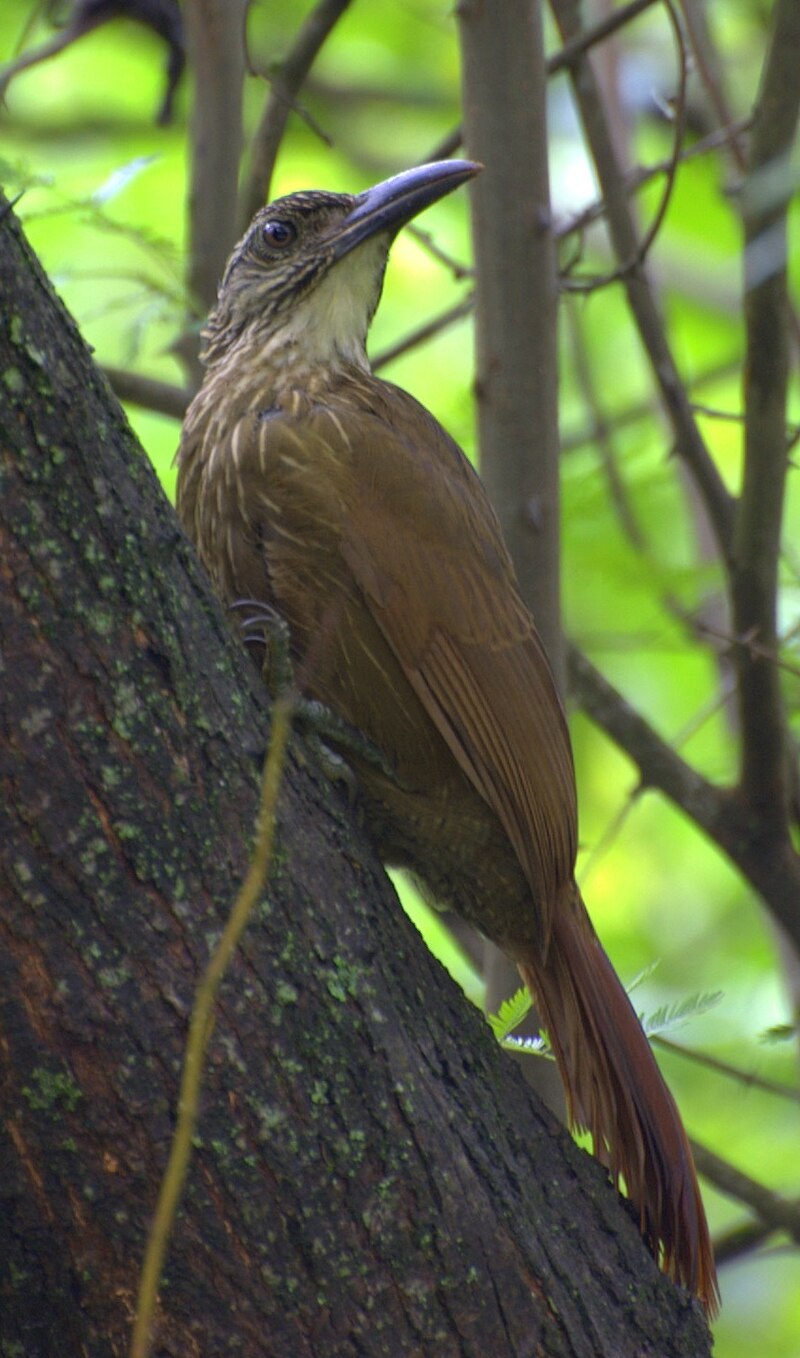 White-throated Woodcreeper (Xiphocolaptes albicollis) photo