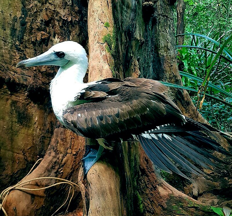 Abbott's Booby (Papasula abbotti) photo