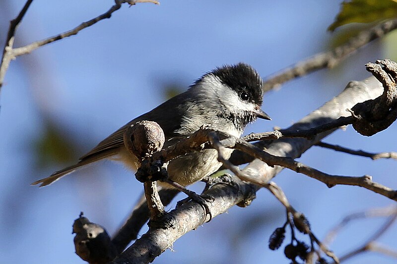 Black-bibbed Tit (Poecile hypermelaenus) photo