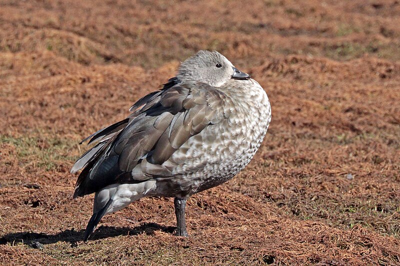 Blue-winged Goose (Cyanochen cyanoptera) photo