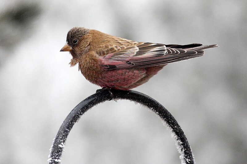 Brown-capped Rosy-Finch (Leucosticte australis) photo