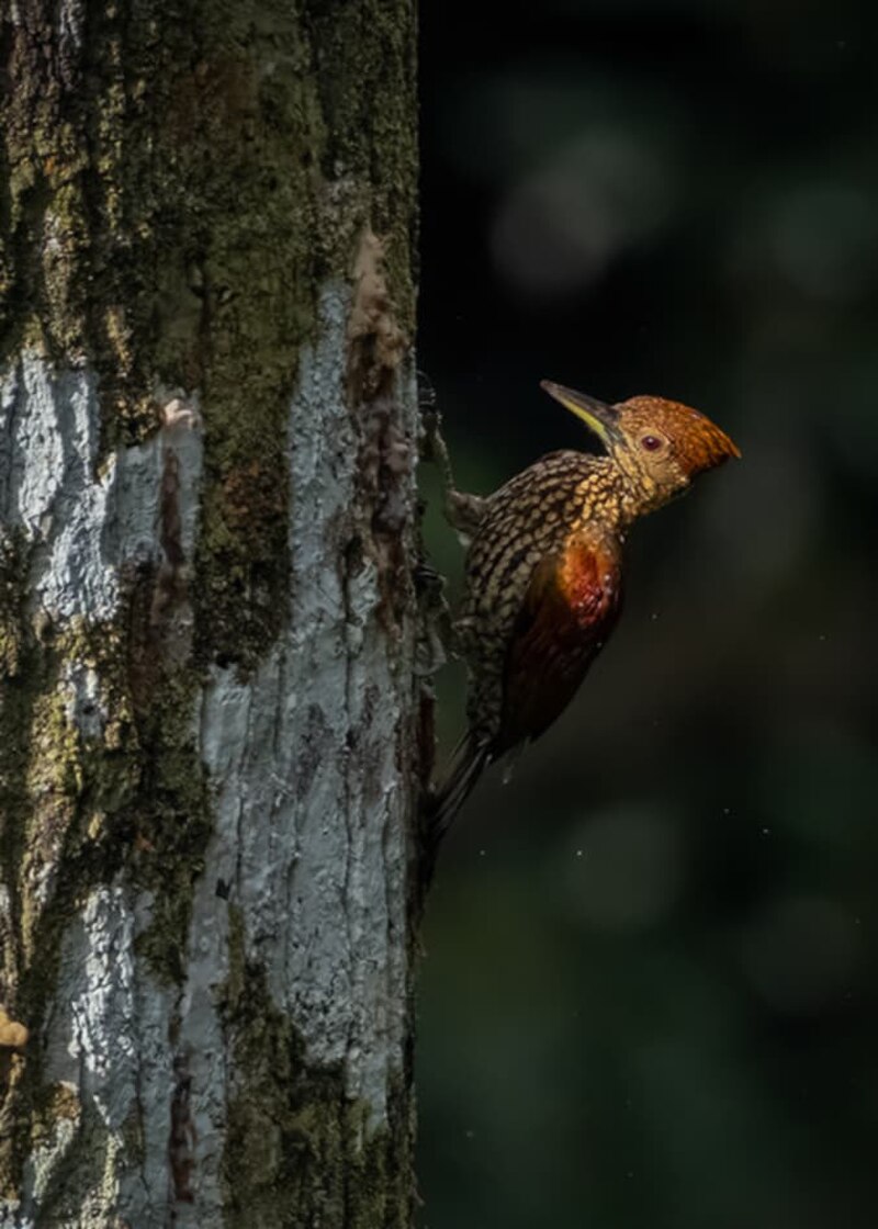 Buff-spotted Flameback (Chrysocolaptes lucidus) photo