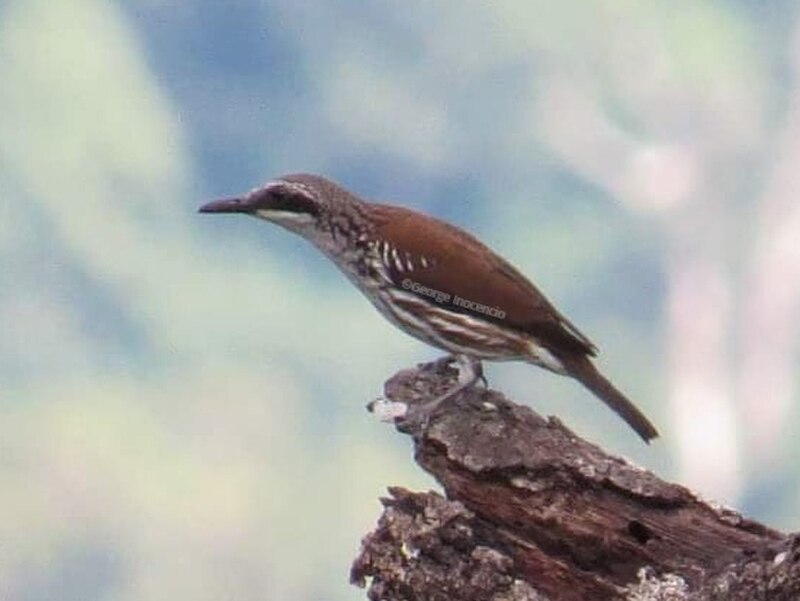 Long-billed Rhabdornis (Rhabdornis grandis) photo