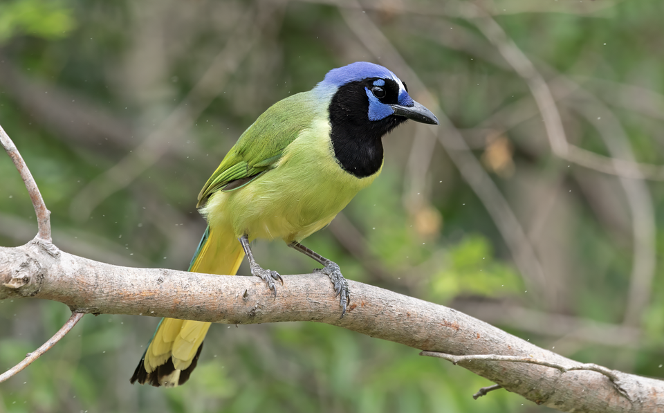 Green Jay (Cyanocorax yncas)