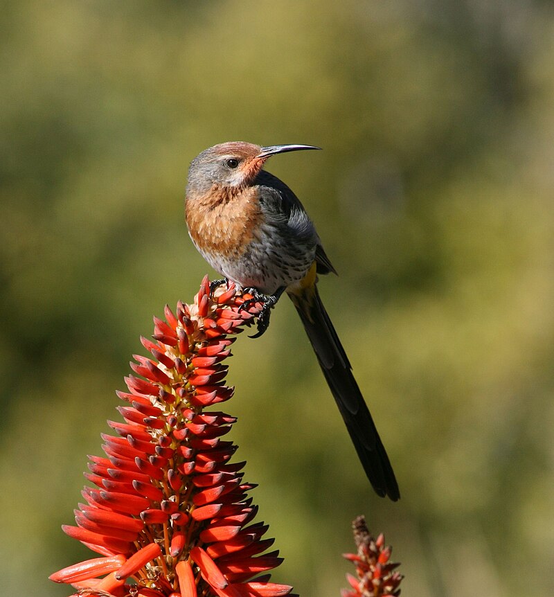 Gurney's Sugarbird (Promerops gurneyi) photo