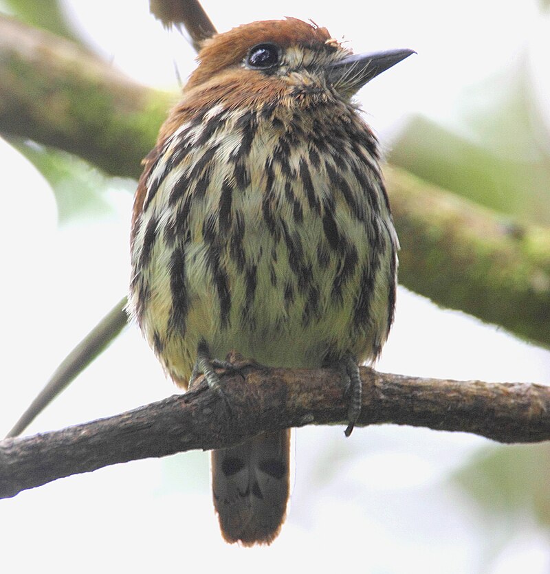 Lanceolated Monklet (Micromonacha lanceolata) photo