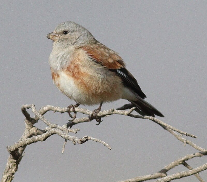 Yemen Linnet (Linaria yemenensis) photo