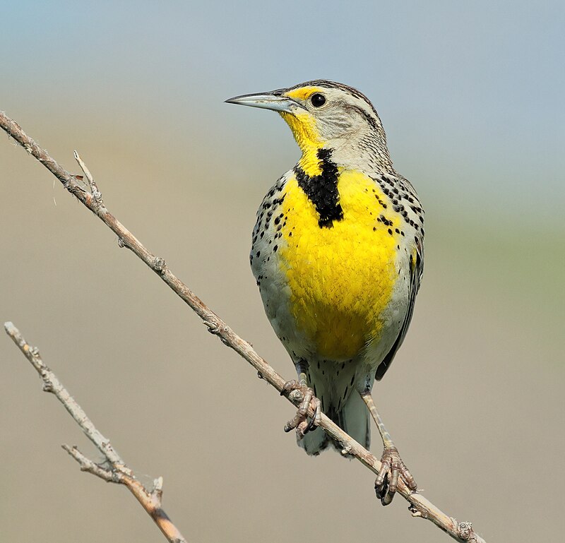 Western Meadowlark (Sturnella neglecta) photo