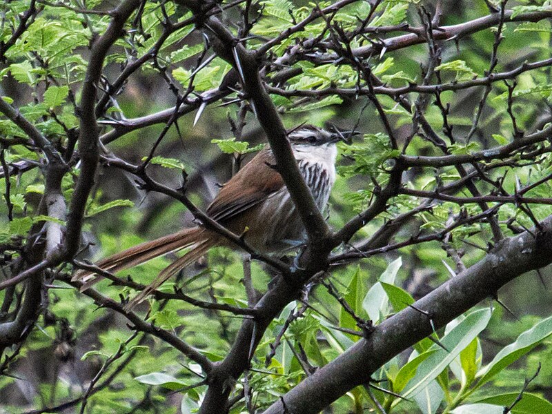 Great Spinetail (Synallaxis hypochondriaca) photo