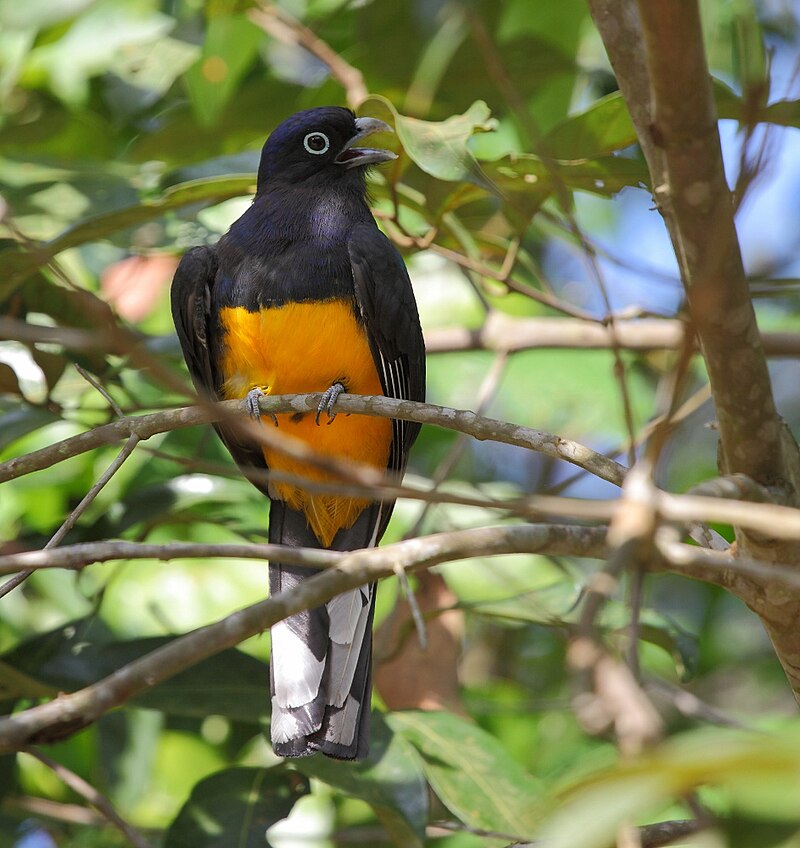 Green-backed Trogon (Trogon viridis) photo