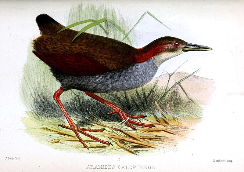 Red-winged Wood-Rail (Aramides calopterus) photo