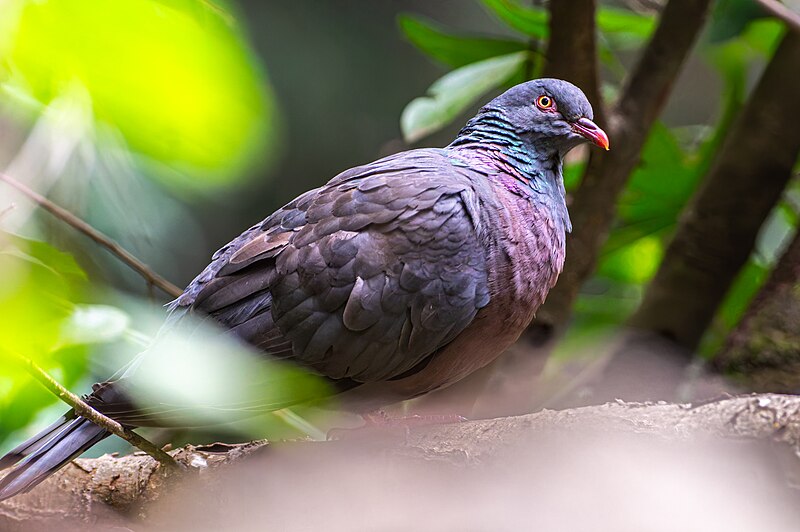 Bolle's Pigeon (Columba bollii) photo