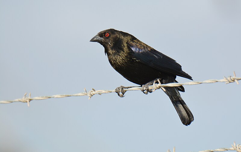 Bronzed Cowbird (Molothrus aeneus) photo