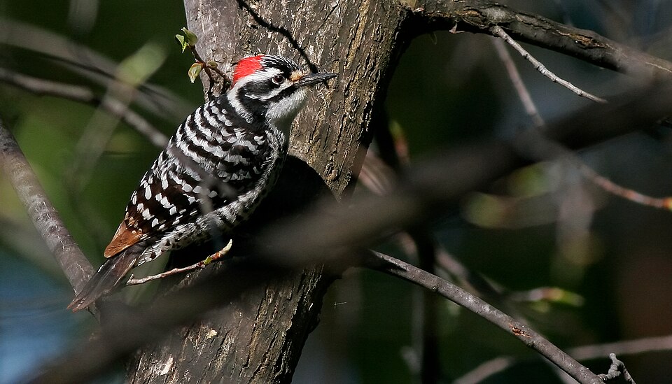 Nuttall's Woodpecker (Dryobates nuttallii)