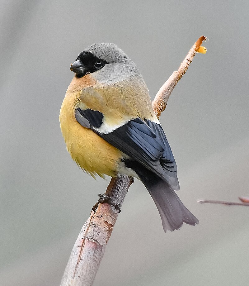 Orange Bullfinch (Pyrrhula aurantiaca) photo