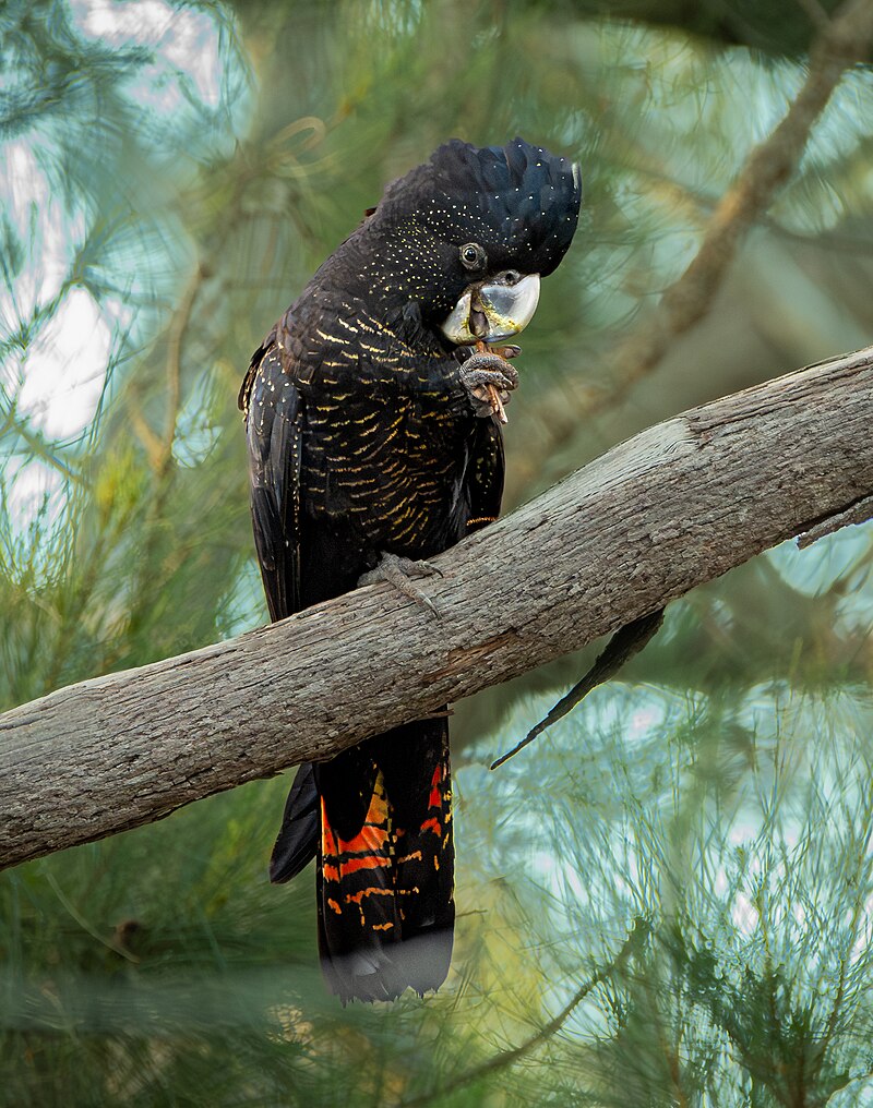 Red-tailed Black-Cockatoo (Calyptorhynchus banksii) photo