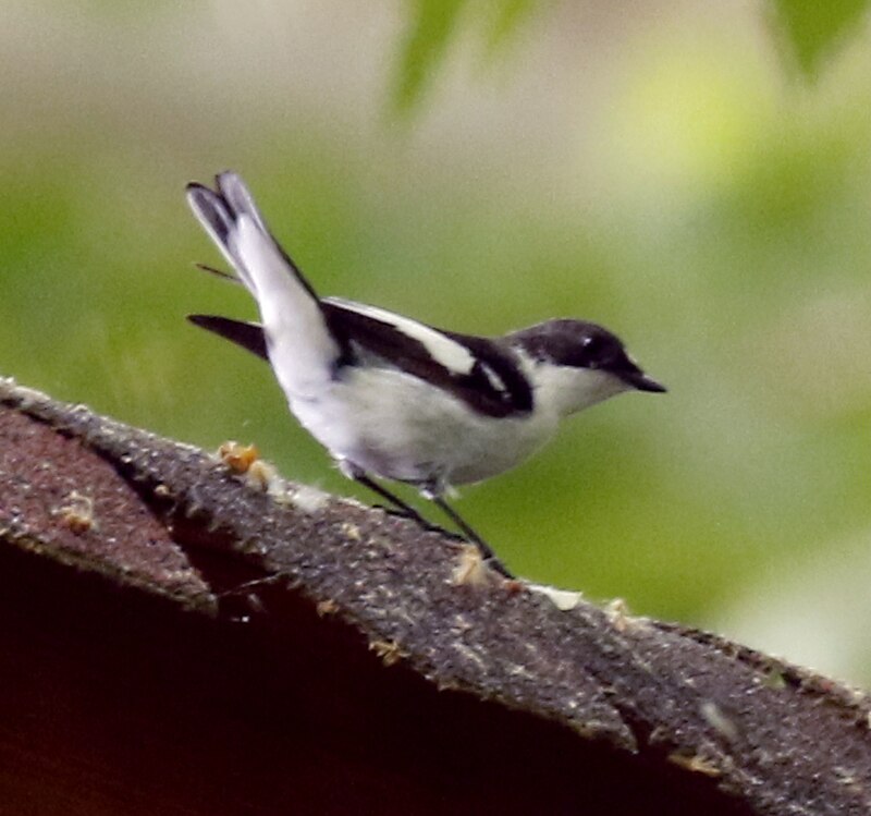 Semicollared Flycatcher (Ficedula semitorquata) photo