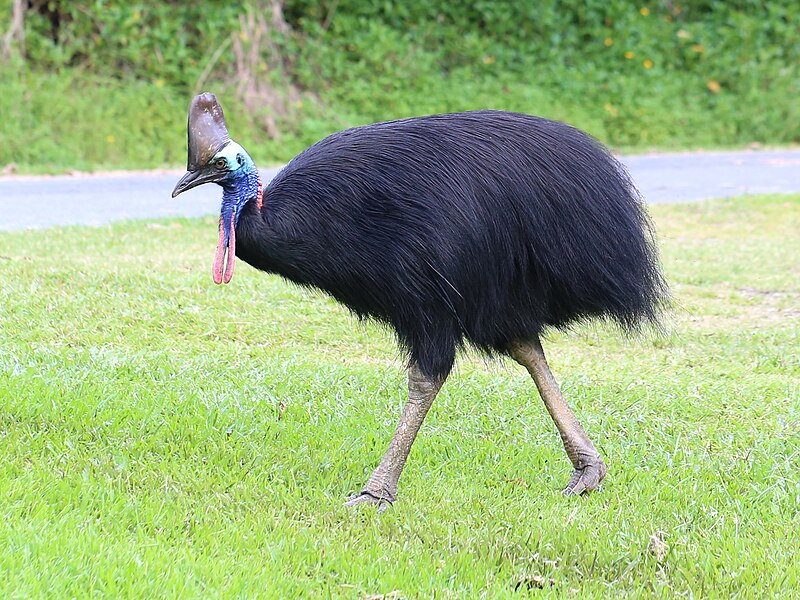 Southern Cassowary (Casuarius casuarius) photo