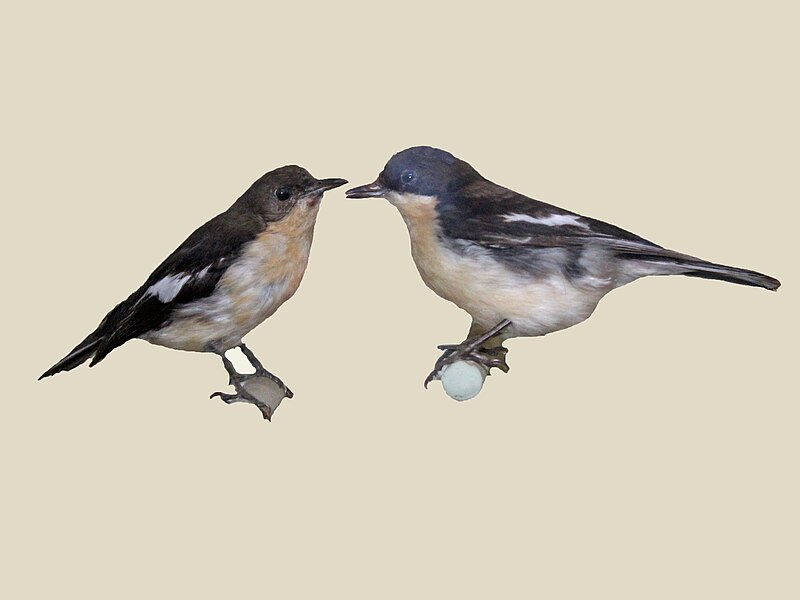 Southern Hyliota (Hyliota australis) photo