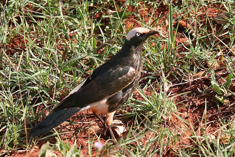 White-crowned Starling (Lamprotornis albicapillus) photo