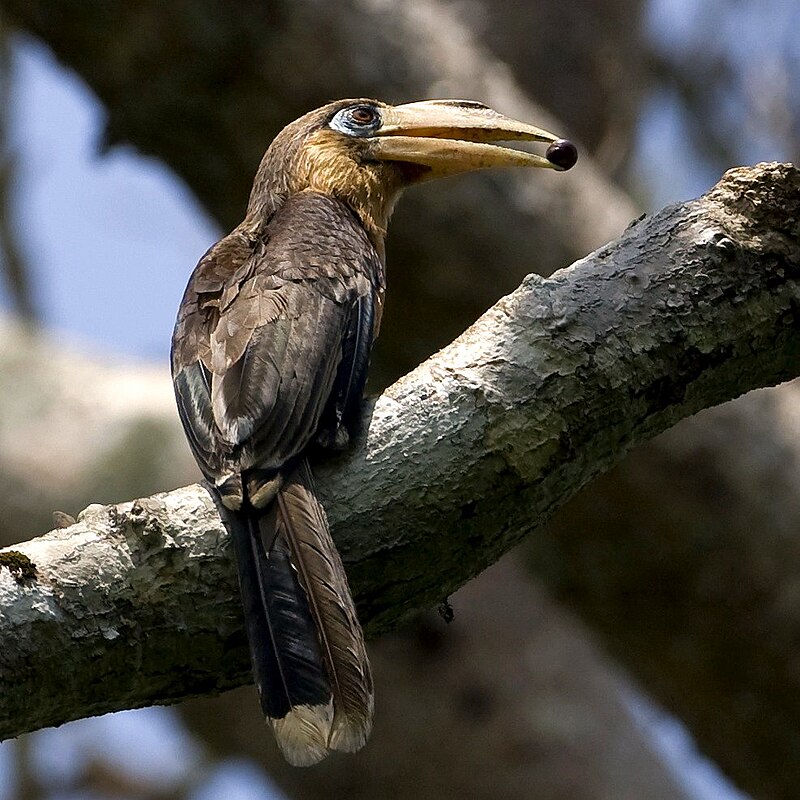 Rusty-cheeked Hornbill (Anorrhinus tickelli) photo