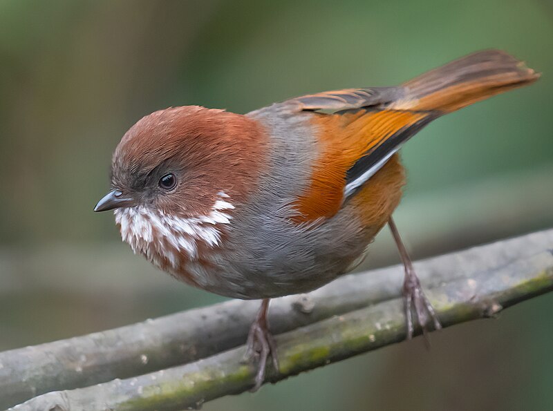 Brown-throated Fulvetta (Fulvetta ludlowi) photo