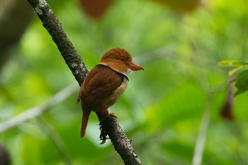 Collared Puffbird (Bucco capensis) photo