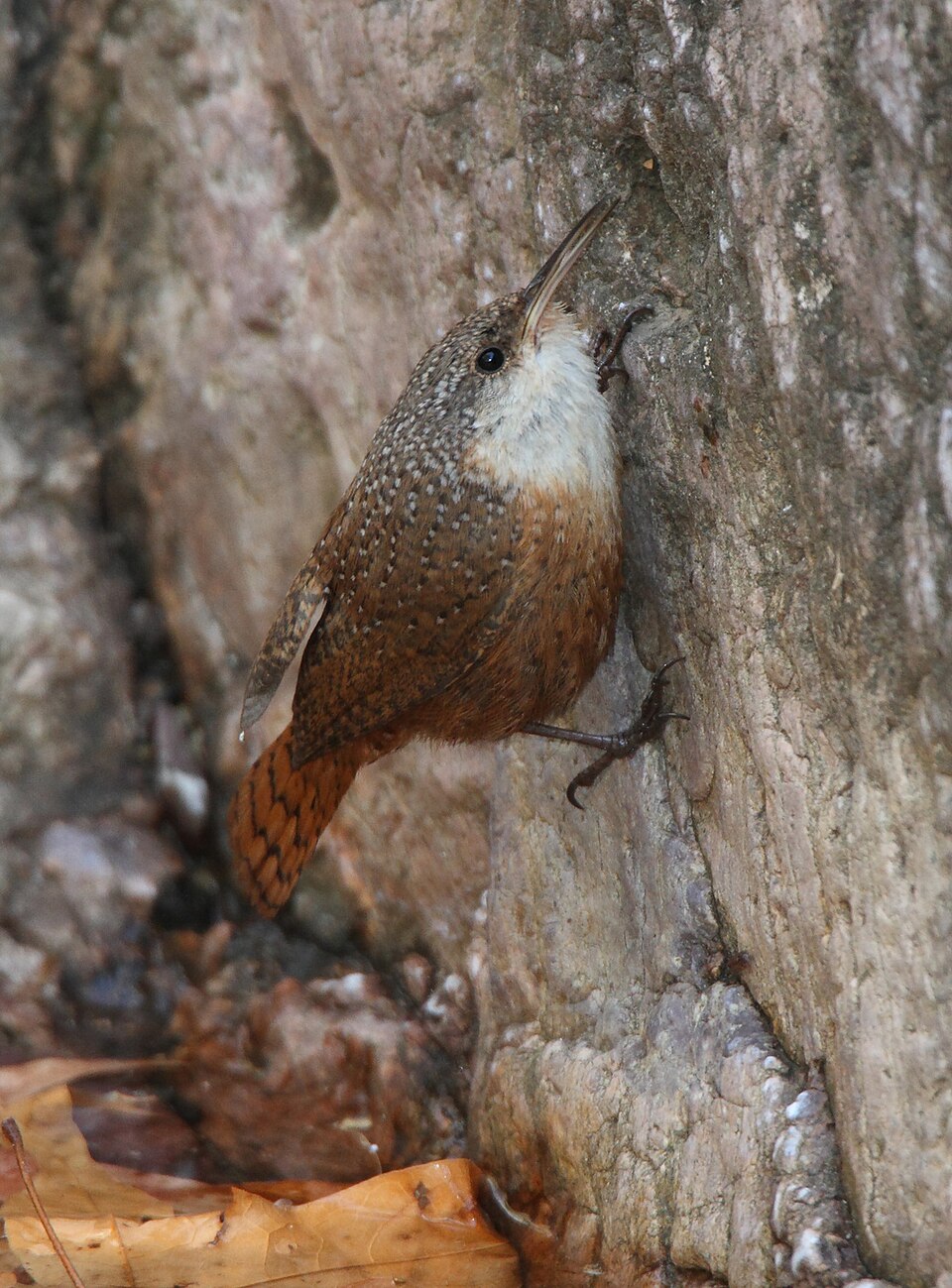 Canyon Wren (Catherpes mexicanus)