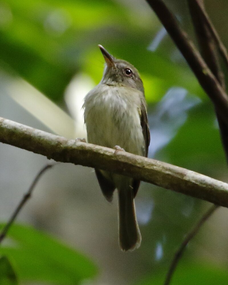 Snethlage's Tody-Tyrant (Hemitriccus minor) photo