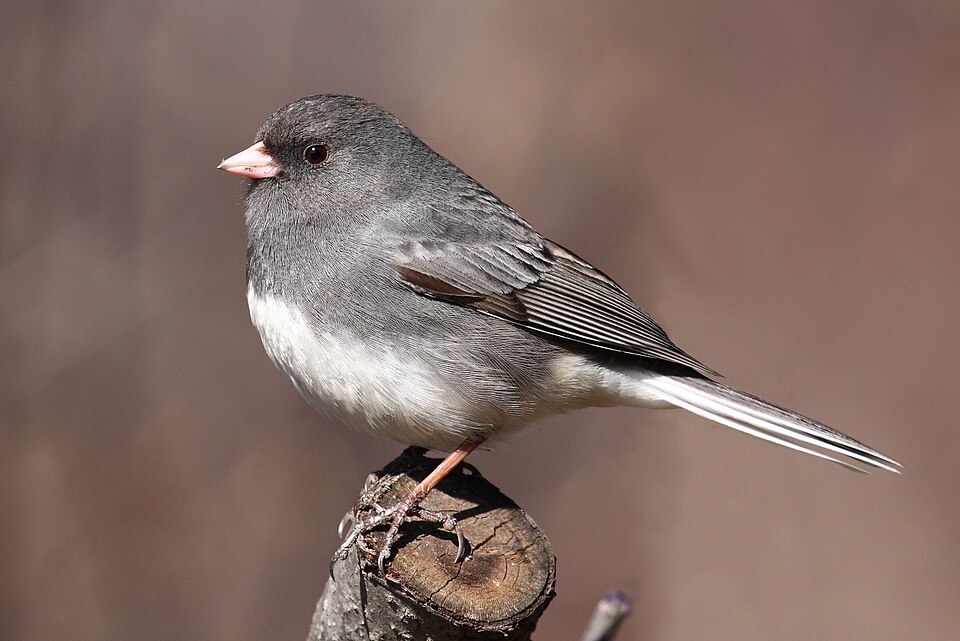 Dark-eyed Junco (Junco hyemalis)