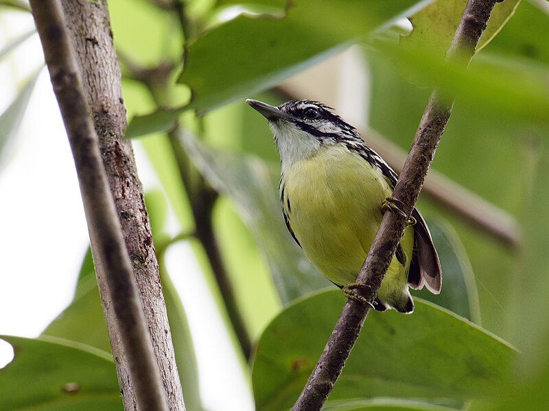 Moustached Antwren (Myrmotherula ignota) photo