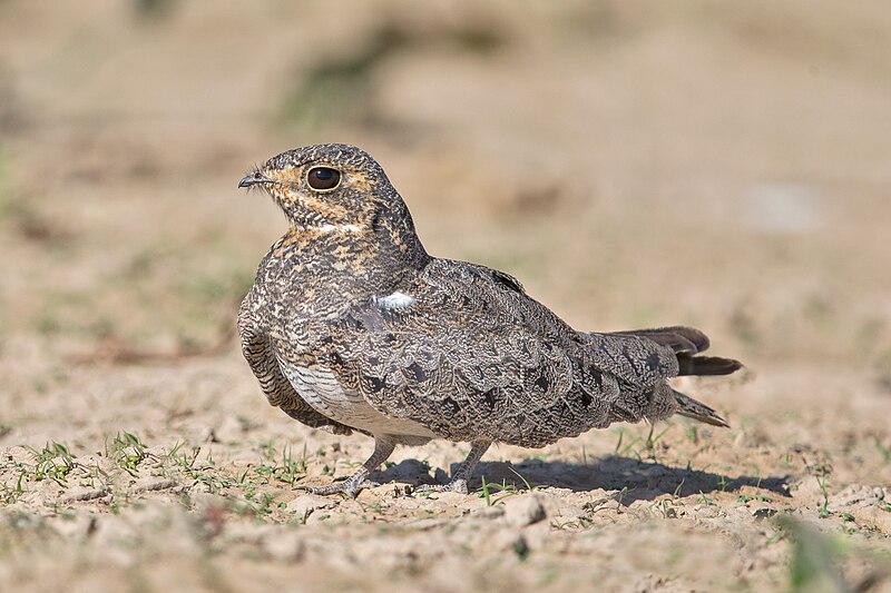 Nacunda Nighthawk (Chordeiles nacunda) photo