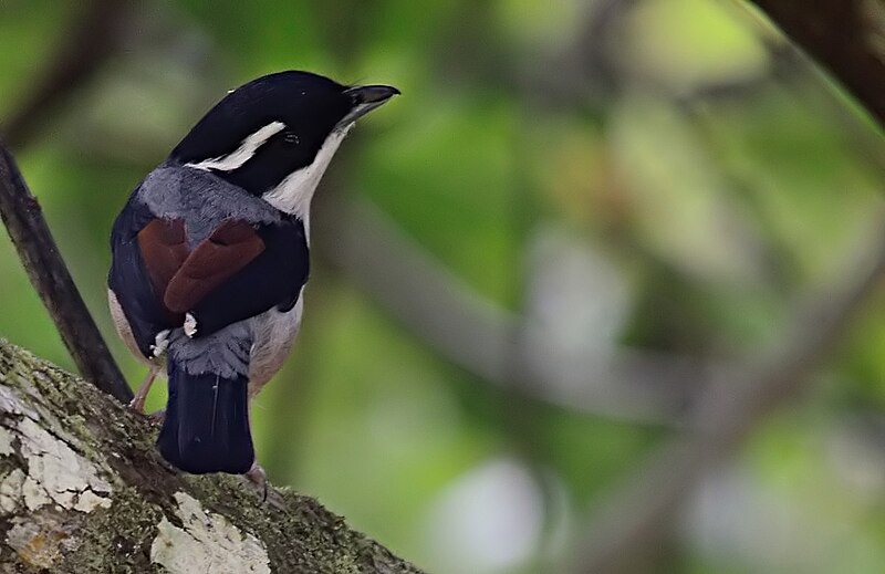 White-browed Shrike-Babbler (Pteruthius aeralatus) photo