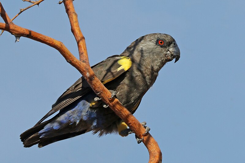 Rüppell's Parrot (Poicephalus rueppellii) photo