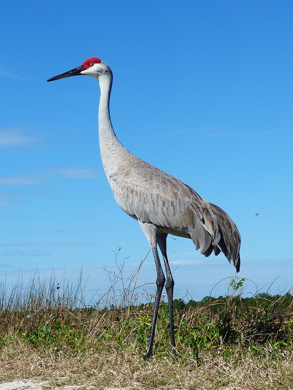Sandhill Crane (Antigone canadensis)