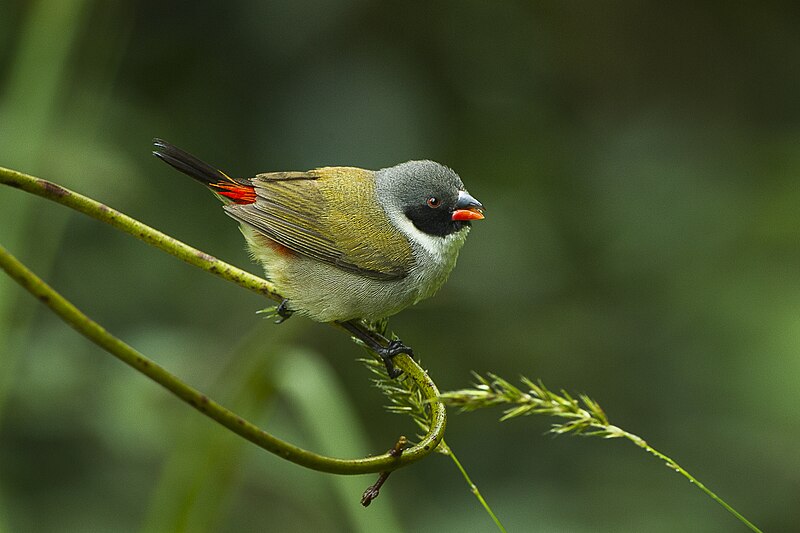 Swee Waxbill (Coccopygia melanotis) photo