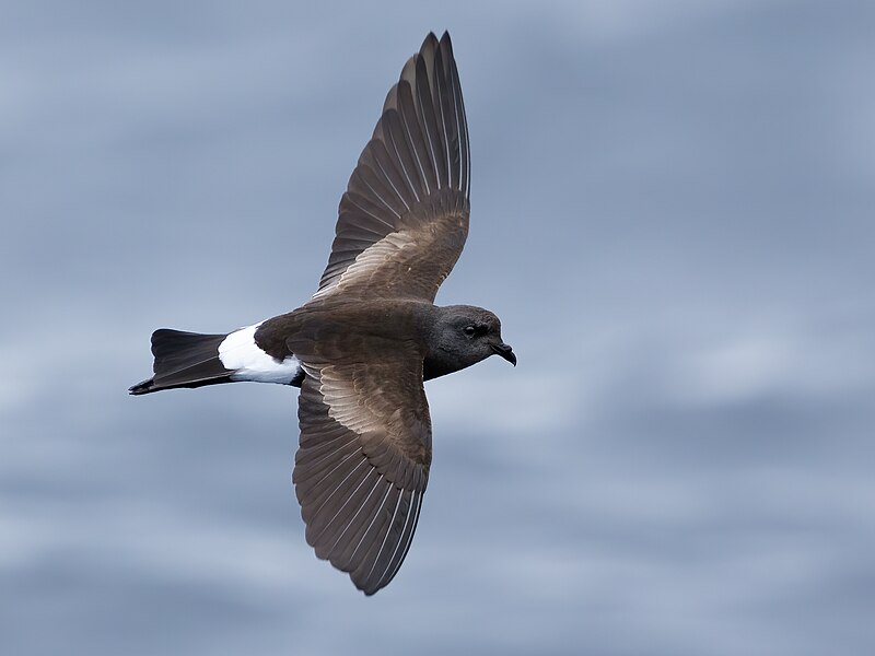 Wilson's Storm-Petrel (Oceanites oceanicus) photo