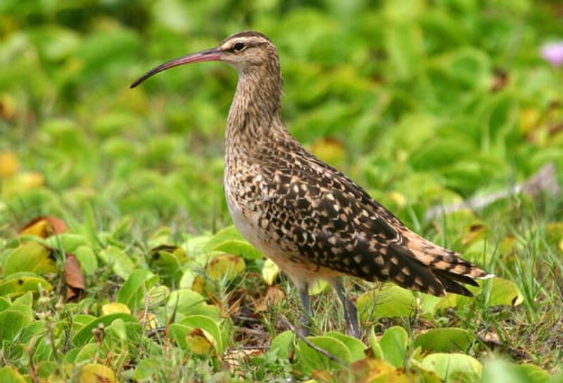 Bristle-thighed Curlew (Numenius tahitiensis) photo
