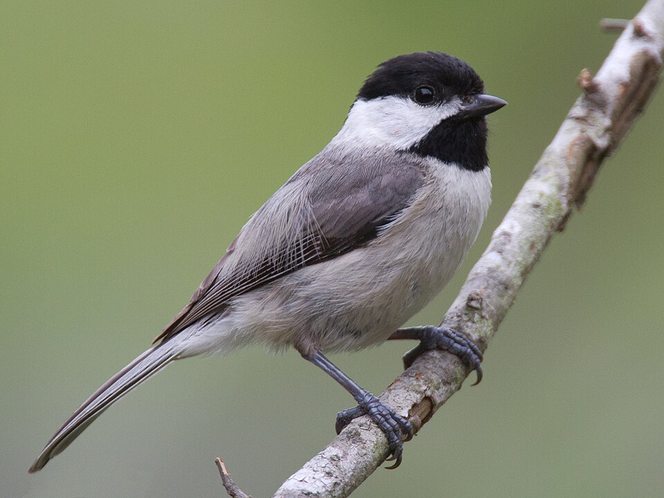 Carolina Chickadee (Poecile carolinensis)