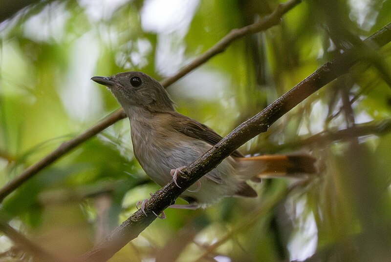 Furtive Flycatcher (Ficedula disposita) photo