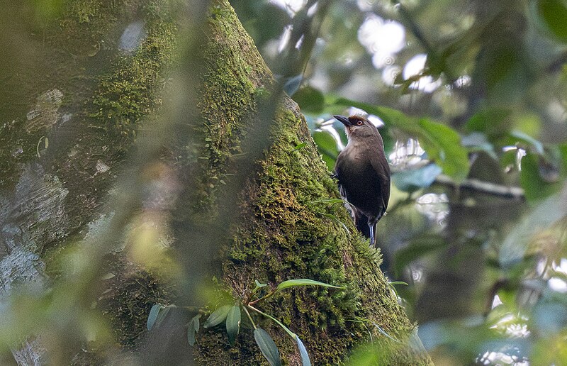 Rufous-fronted Laughingthrush (Garrulax rufifrons) photo