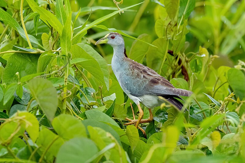 Azure Gallinule (Porphyrio flavirostris) photo