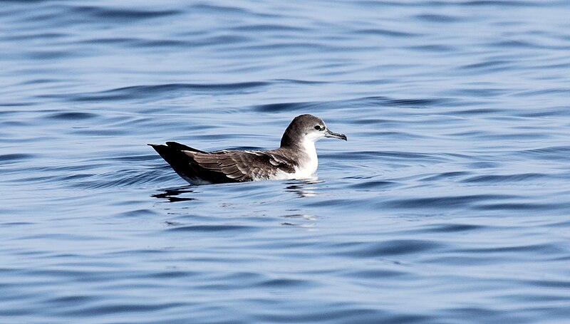 Galapagos Shearwater (Puffinus subalaris) photo