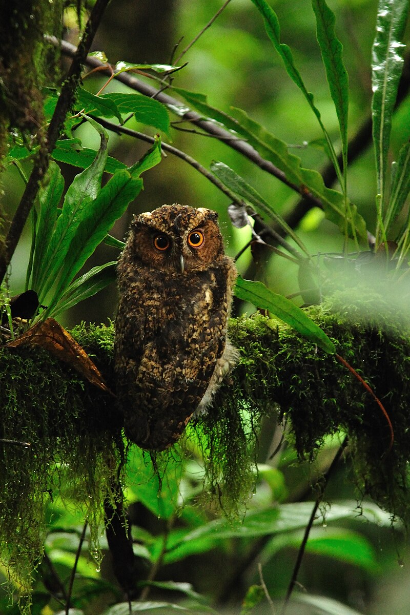 Rajah Scops-Owl (Otus brookii) photo