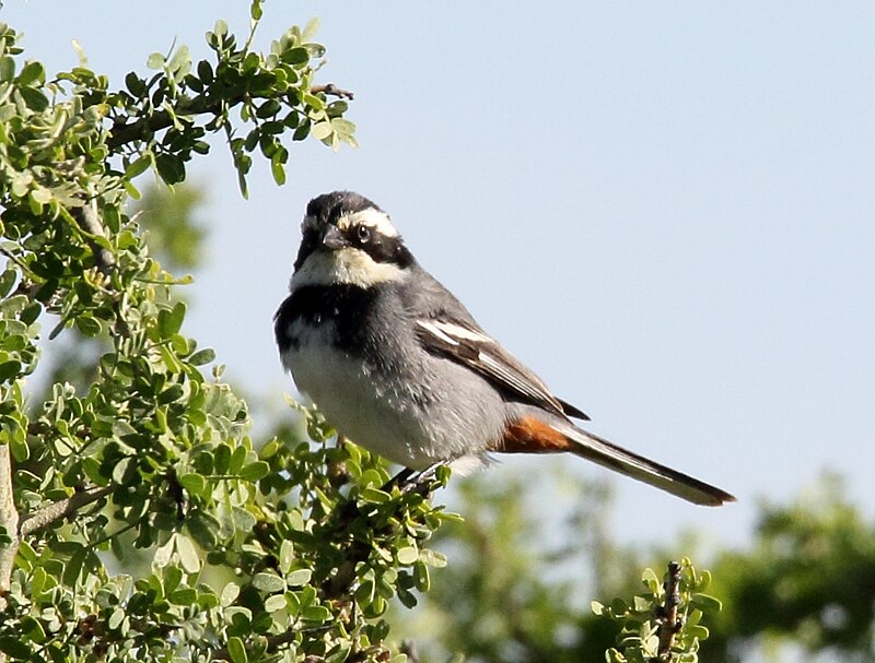 Ringed Warbling Finch (Microspingus torquatus) photo