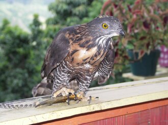 Philippine Honey-buzzard (Pernis steerei) photo