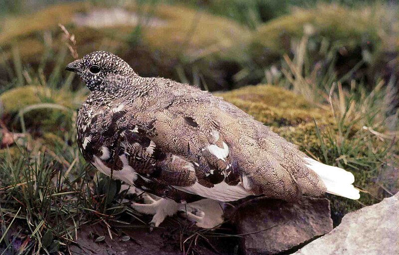 White-tailed Ptarmigan (Lagopus leucura) photo