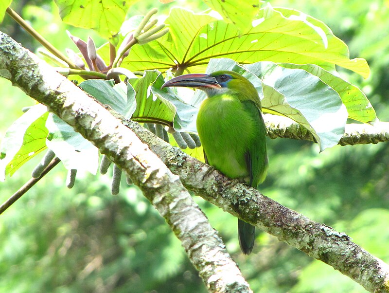 Groove-billed Toucanet (Aulacorhynchus sulcatus) photo