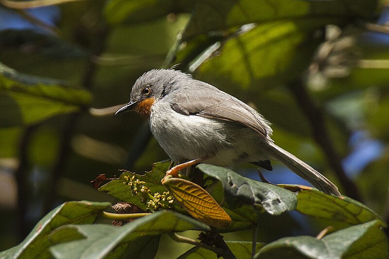 Chestnut-throated Apalis (Apalis porphyrolaema) photo